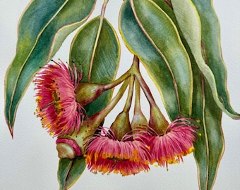 Original Aquarell 9 “x 12” / rosa Eukalyptusblume / Gumtree-Blume / botanische Malerei der australischen Ureinwohner