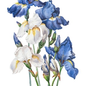 Giclee Print/ White and Blue Irises Print A4,A3,A2/Limited Edition Botanical Art Print/Floral Wall Art/Hand Signed Print/Watercolour Print