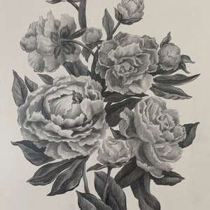Original Pencil Drawing/ Peony Bouquet Graphic/ Peony Hand Drawing/ Botanical Decor Wall Art