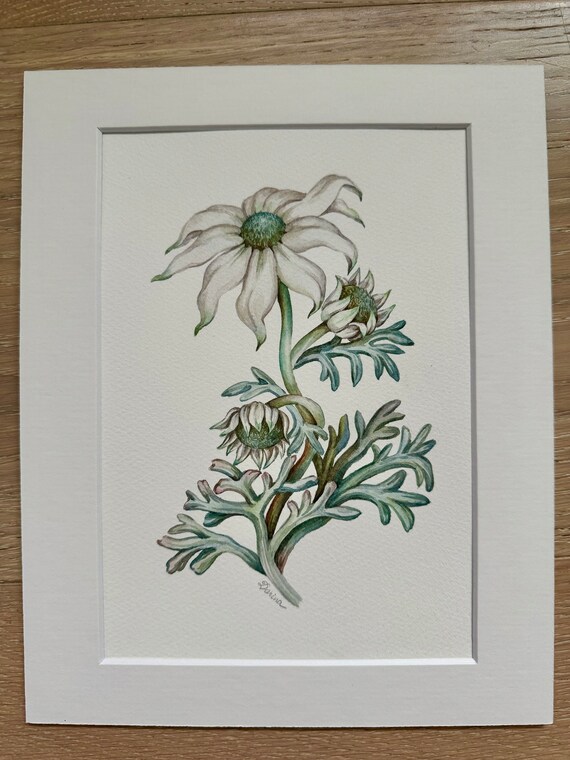 Original Watercolour Painting/Australian Flannel Flower A5