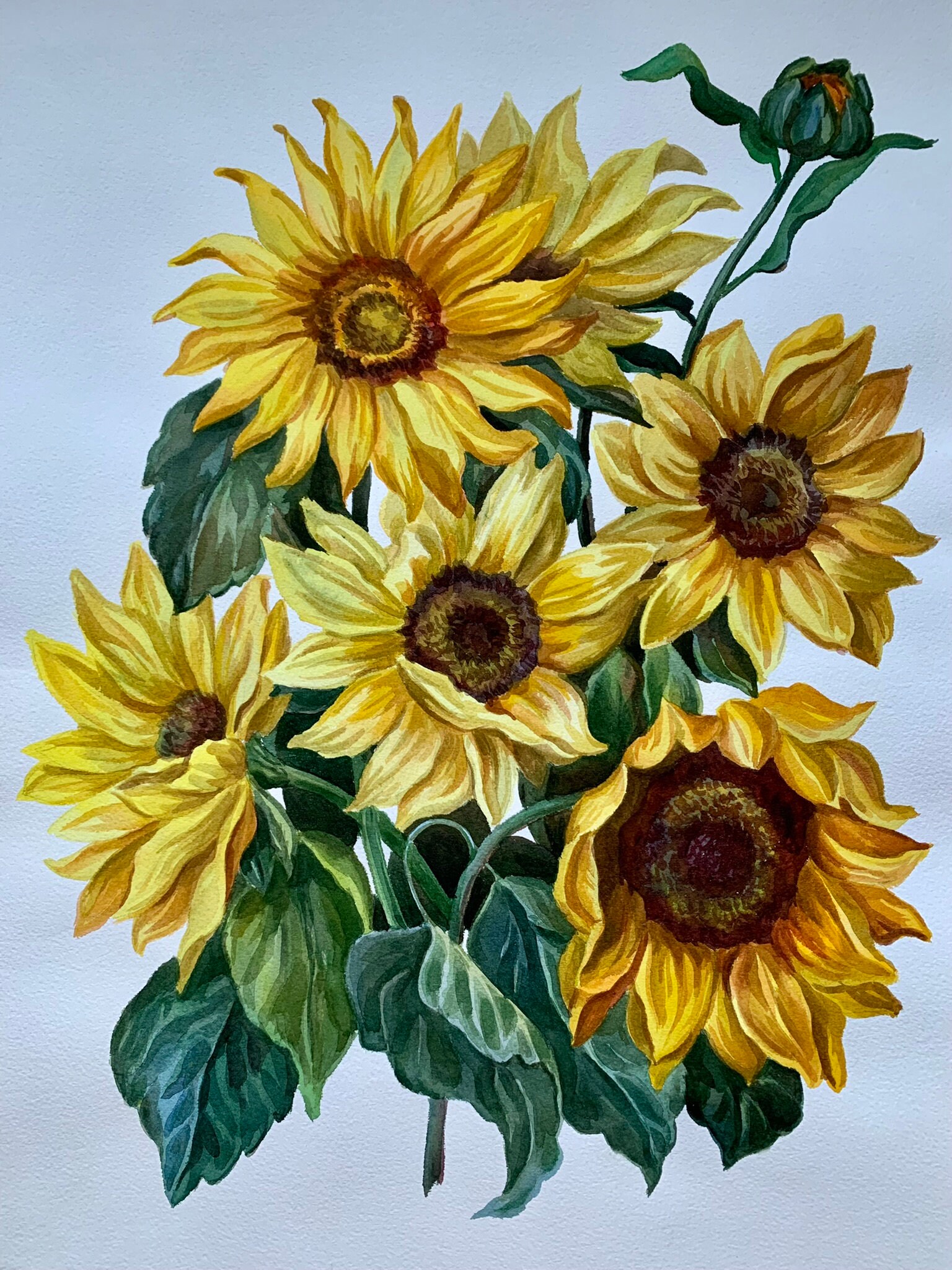 Sunflower Watercolor Paintings Sunflower Watercolor Paintings