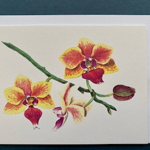Blumengrußkarten / Orchideen Blumen / Botanischer Druck / 5er Set / 4 "x6" / Aquarell Kunst / Innen leer