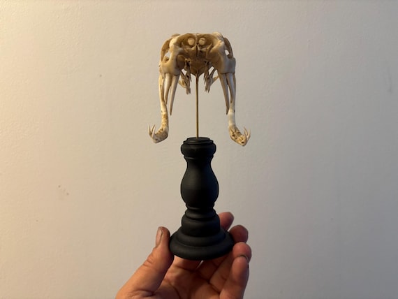 ビティス・ガボニカの蛇の頭蓋骨（台座付き）レプリカ（博物館品質