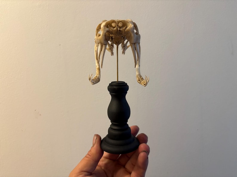 Bitis Gabonica Snake Skull on Base Replica Museum Quality - Etsy
