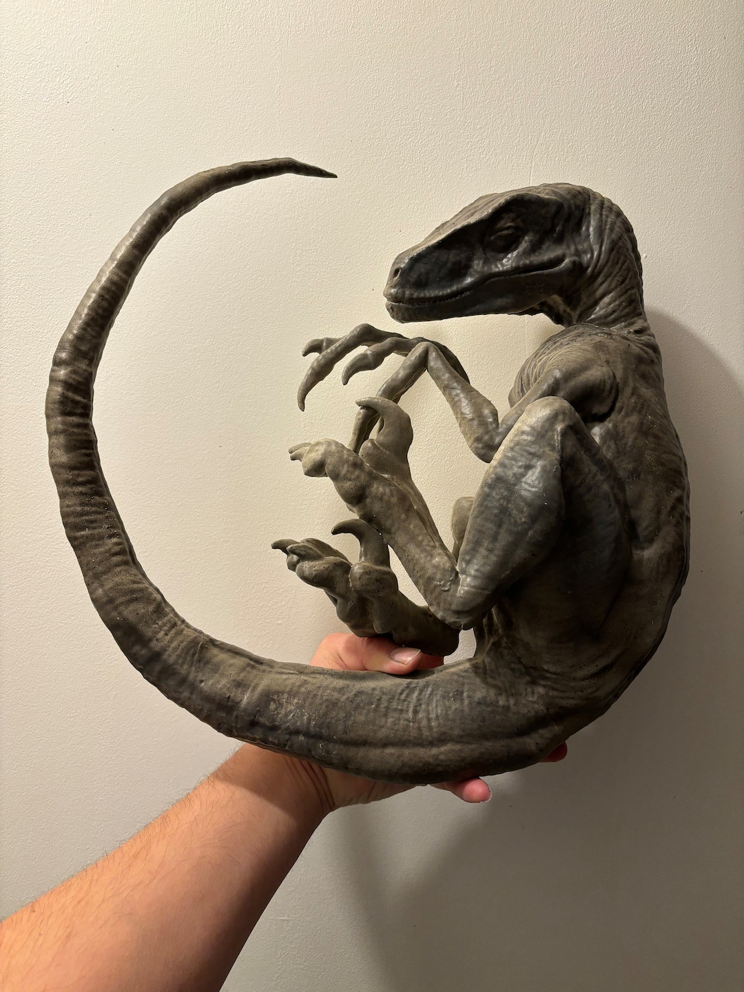 Reproduction of Sleeping Velociraptor 40 Cm in Diameter - Etsy
