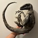 Reproduction of Sleeping Velociraptor 40 Cm in Diameter!! - Etsy UK