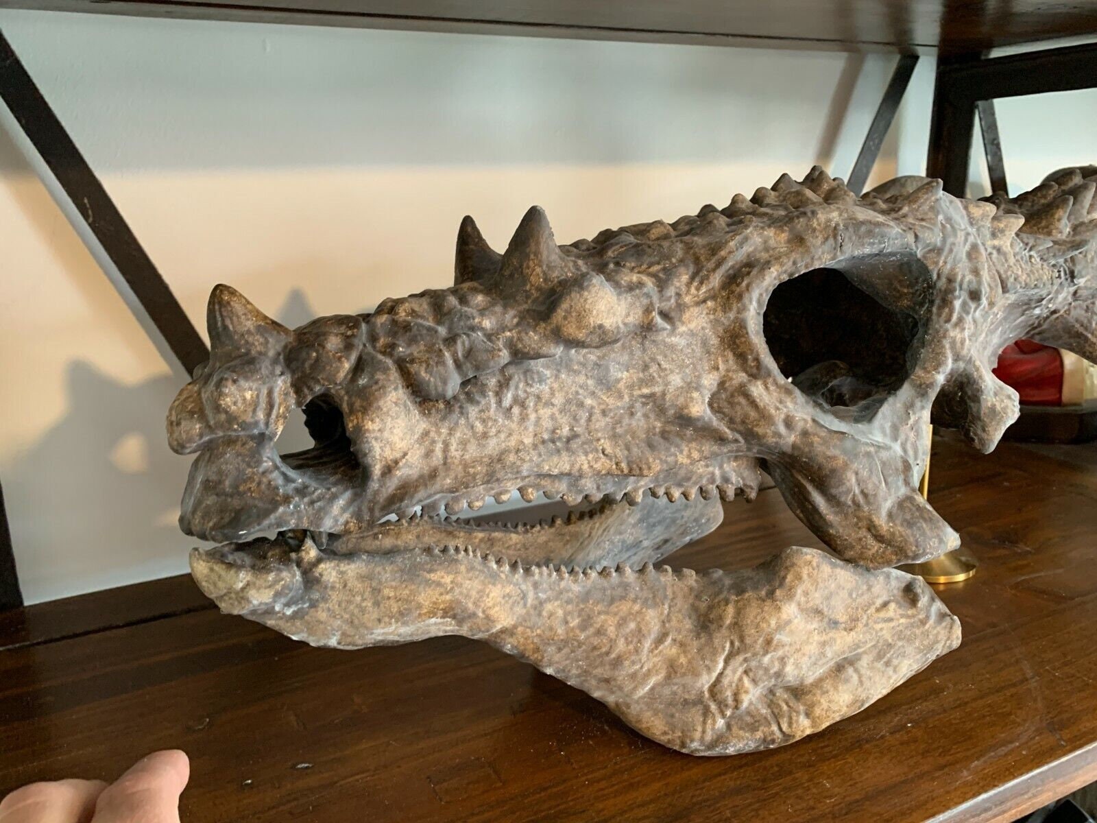 56cm Dracorex ホグワーツシア ドラゴン 恐竜 頭骨 アメリカ産
