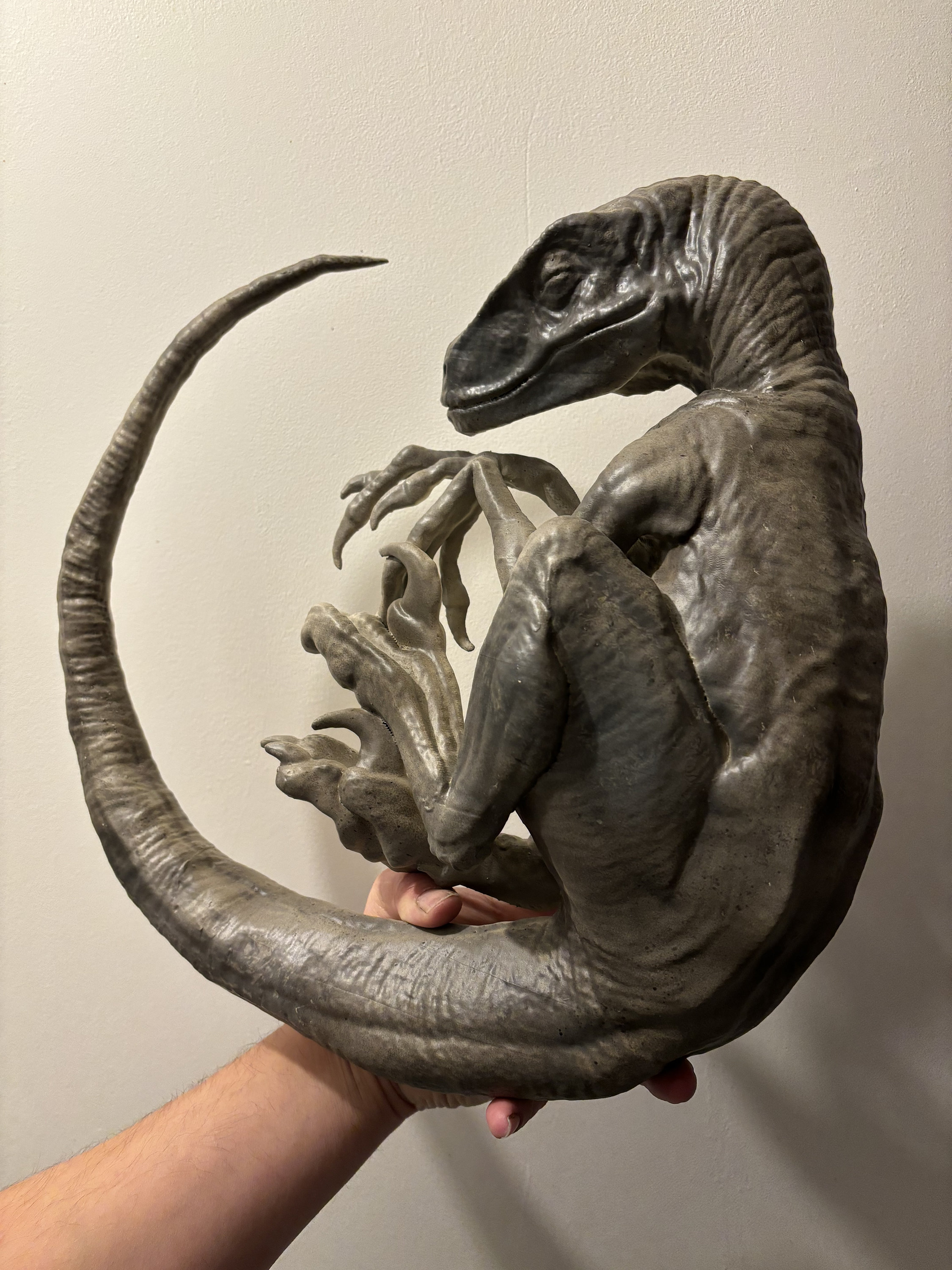 Reproduction of Sleeping Velociraptor 40 Cm in Diameter!! - Etsy UK