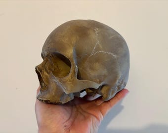 Resin replica of a human skull. Oddities / Cabinet of curiosities / curio