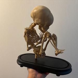 Replica of fetus skeleton on old base