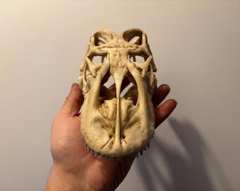 コモドドラゴンの頭蓋骨のレプリカ (ヴァラヌス コモドエンシス