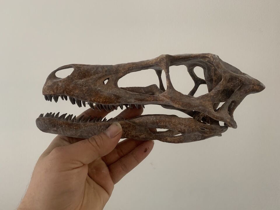 国産化石　貴重レプリカ　２５１１１２－１ 株式会社ニチカ 地質科学の専門商社 国産化石 貴重レプリカ