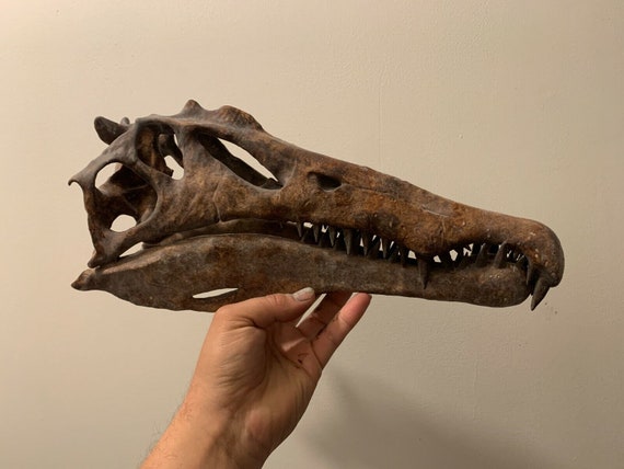 スピノサウルス・エジプティアクスの恐竜の頭蓋骨のレプリカ（恐竜の