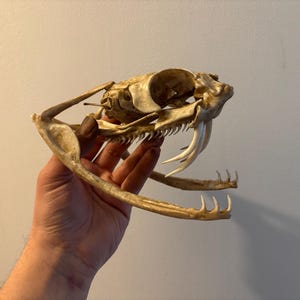 Réplica del cráneo de una serpiente gigante de Gabón