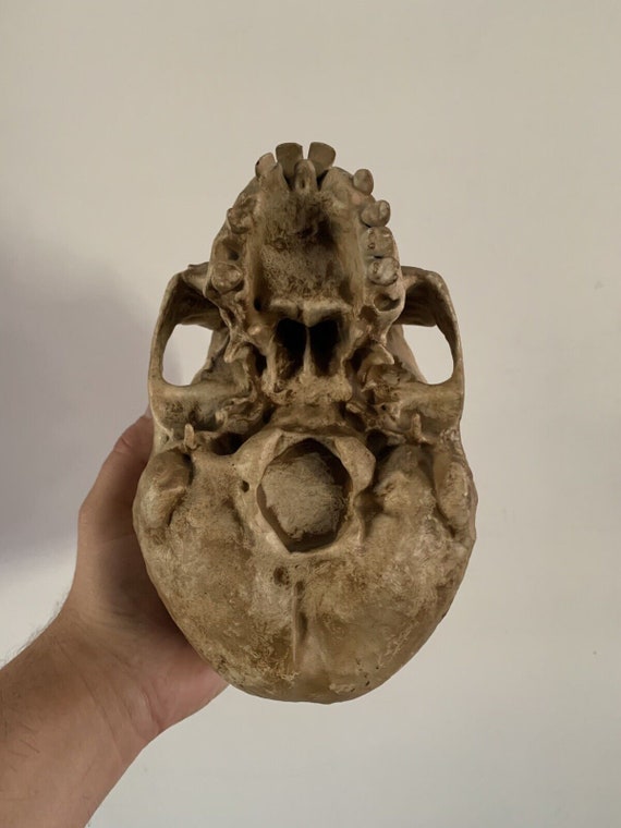 サイクロプスの頭蓋骨のレプリカ / 珍品 / 珍品のキャビネット - Etsy 日本
