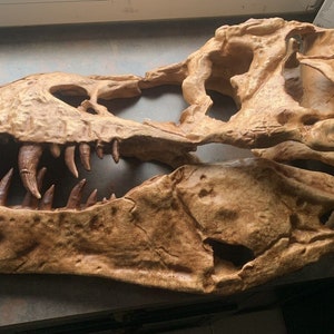 80cm Tyrannosaurus rex T-rex dinosaur skull!!