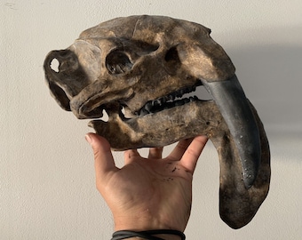 ティラコスミルス・アトロックスの頭蓋骨レプリカ、博物館級のレプリカ