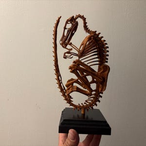 Velociraptor fetus skeleton replica on wooden base