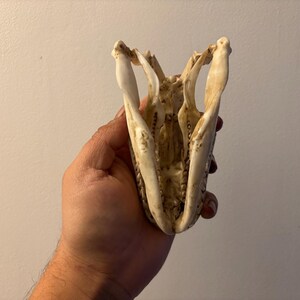 May include: An off-white animal skull, possibly a reptile, held in a hand. The open mouth of the skull shows rows of small teeth. The bone structure is visible, with detailed features and natural colour variations.