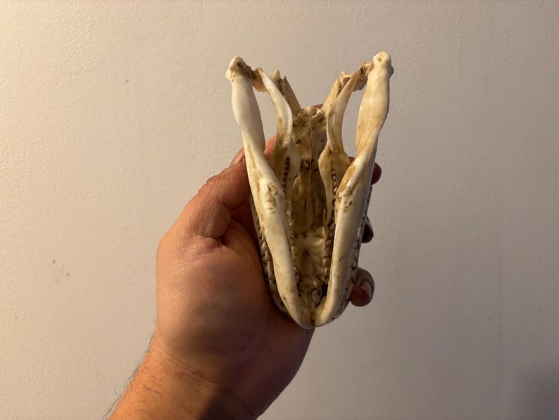 May include: An off-white animal skull, possibly a reptile, held in a hand. The open mouth of the skull shows rows of small teeth. The bone structure is visible, with detailed features and natural colour variations.