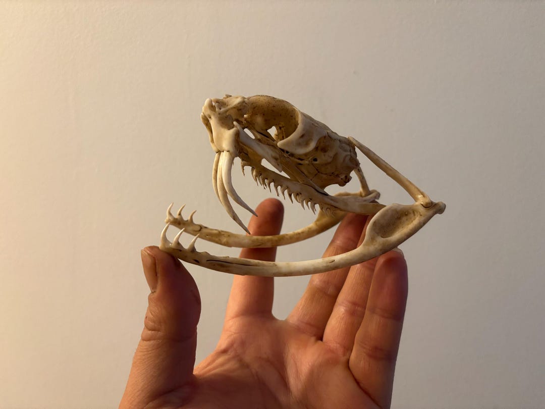 実物大の博物館用レプリカのビティス・ガボニカヘビの頭蓋骨 - Etsy 日本