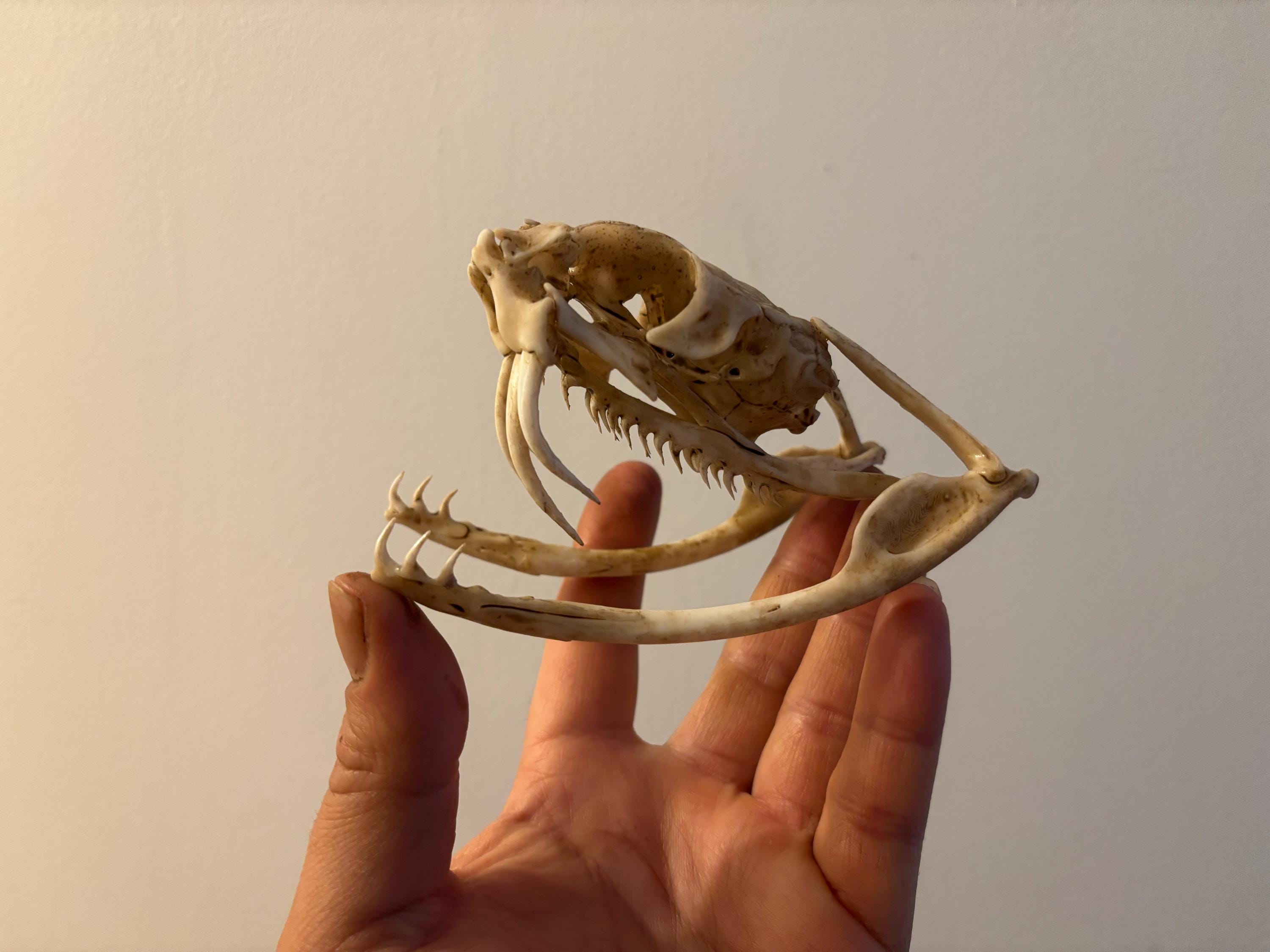 実物大の博物館用レプリカのビティス・ガボニカヘビの頭蓋骨 - Etsy 日本