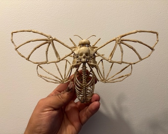 Acherontia atropos butterfly skeleton 26 cm in resin