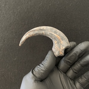 Puede incluir: Una gran garra de dinosaurio fosilizada, curvada, de color gris oscuro y textura rugosa. La garra está sostenida en una mano enguantada.
