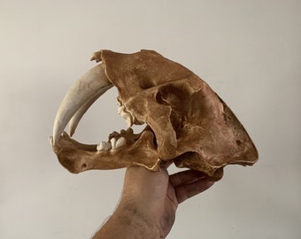 Replica of a Smilodon carlifornicus skull
