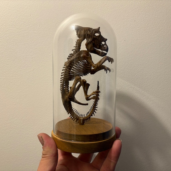 Triceratops fetus skeleton replica under globe!!