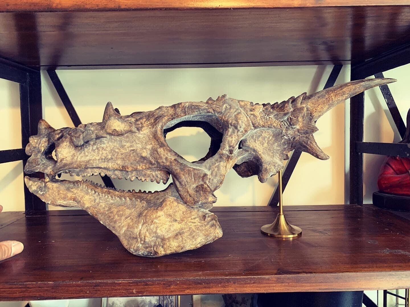 56cm Dracorex ホグワーツシア ドラゴン 恐竜 頭骨 アメリカ産
