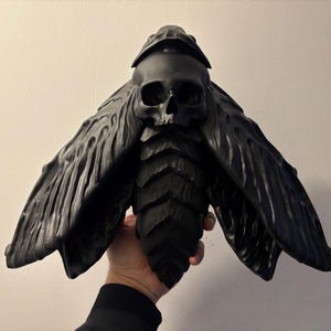 40cm Giant Acherontia Butterfly / Oddities / Cabinet of Curiosities