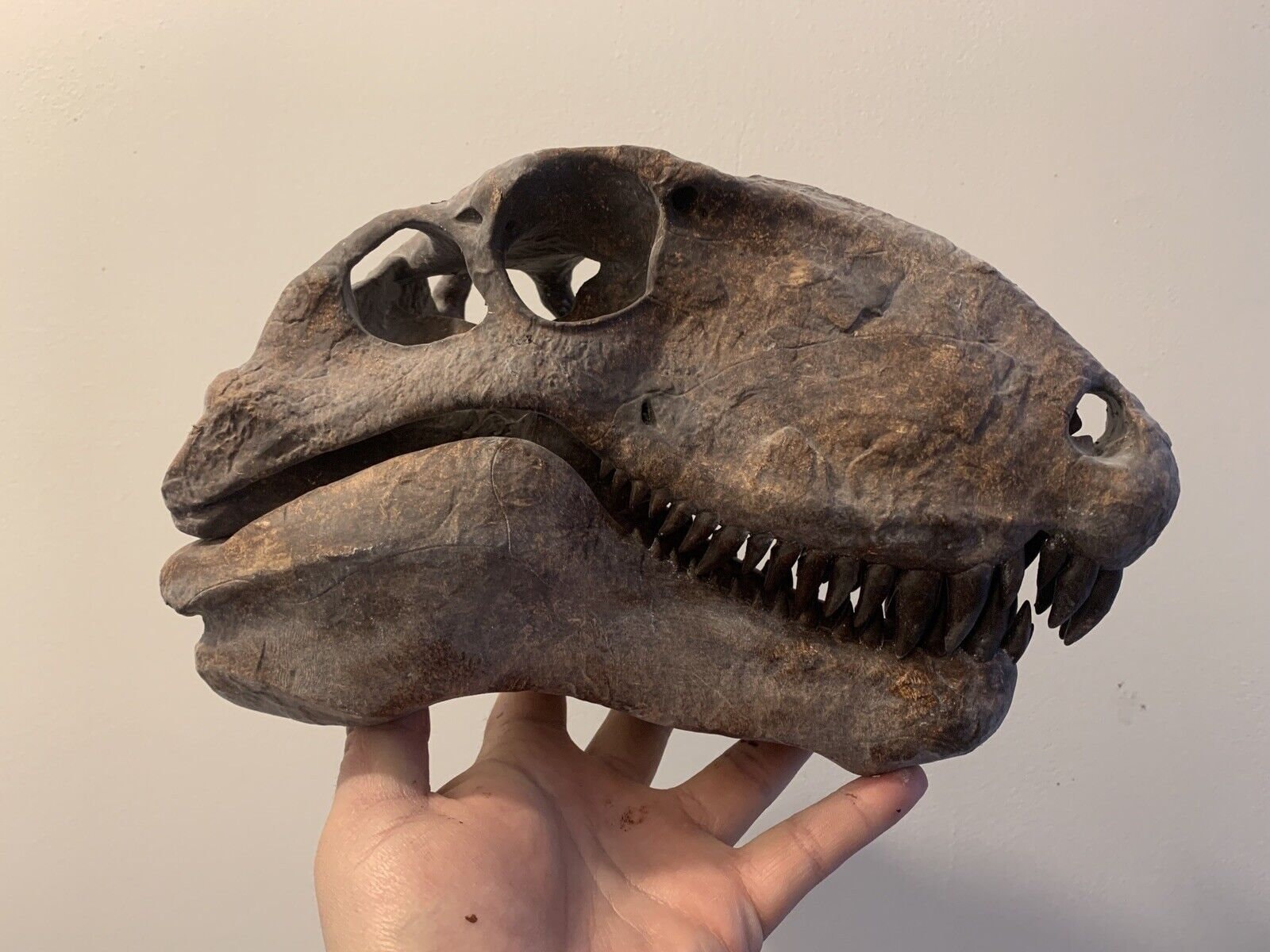 Dimetrodon Skull in Resin Replica Museum Quality Dinosaur Skull - Etsy