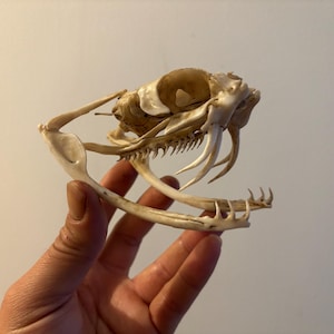 Op de afbeelding: Een close-up van een slangen schedel, met zijn ingewikkelde botstructuur en scherpe tanden. De schedel heeft een natuurlijke gebroken witte kleur, met zichtbare naden en openingen. De kaak is open.