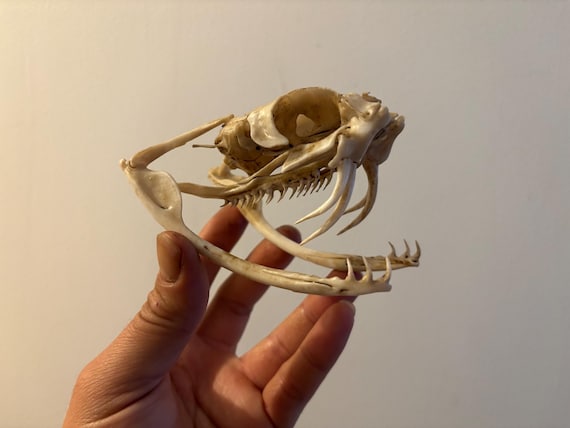 ヘビの頭蓋骨 ビティス・ガボニカ レプリカ レプリカ 博物館品質