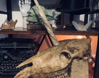 Unicorn skull replica 40 cm / oddities / curio