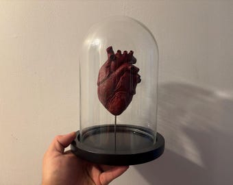 Cabinet of Curiosities Oddities Globe Human Anatomical Heart Blood Red