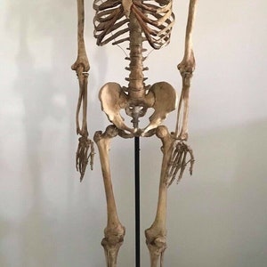 lebensgroßes menschliches Skelett 1,80m nachgebildetes lebensgroßes Kuriositätenkabinett / Halloween