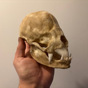 Oddities / Cabinet of curiosities / giant vampire bat skull