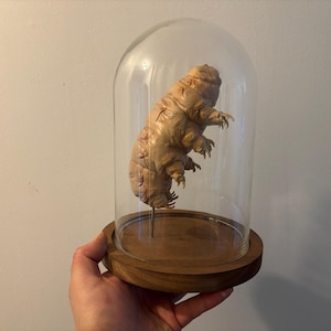 Könnte beinhalten: Ein konservierter Bärtierchen, auch bekannt als Tardigrade, wird in einer Glaskuppel präsentiert. Das Exemplar hat eine hellbraune Farbe und ist auf einem Holzsockel montiert. Die transparente Kuppel ermöglicht volle Sicht auf das Tier.