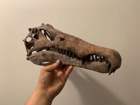スピノサウルス・エジプティアクスの恐竜の頭蓋骨のレプリカ 恐竜の