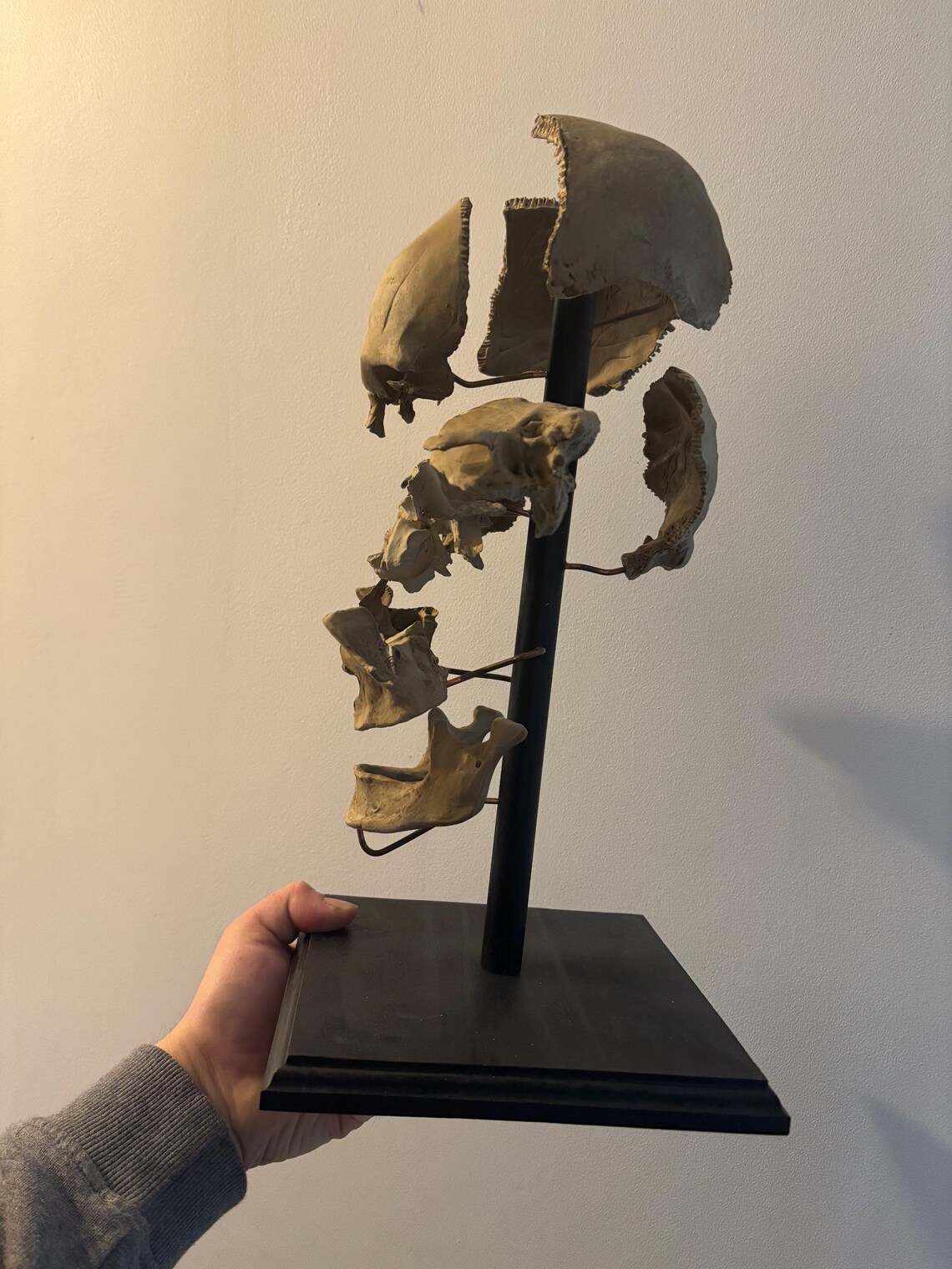 Exploded Replica of a Human Skull at Beauchêne Oddities / Cabinet of ...