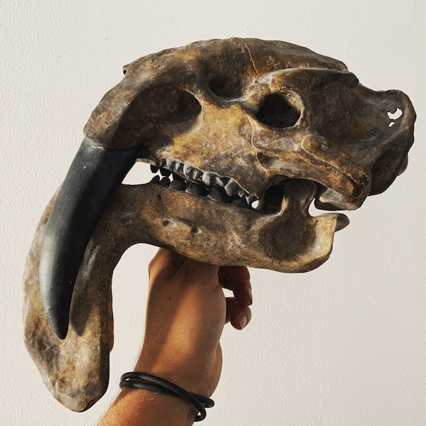 Thylacosmilus atrox skull replica museum quality replica