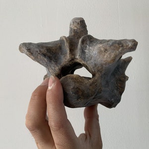 Titanoboa cerrejonensis 脊椎骨 脊椎博物館品質の奇妙な化石 - Etsy 日本