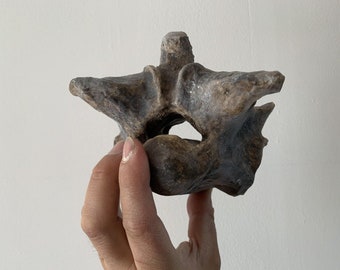 Titanoboa cerrejonensis Vertebrae Vertebra museum quality Oddities Fossil