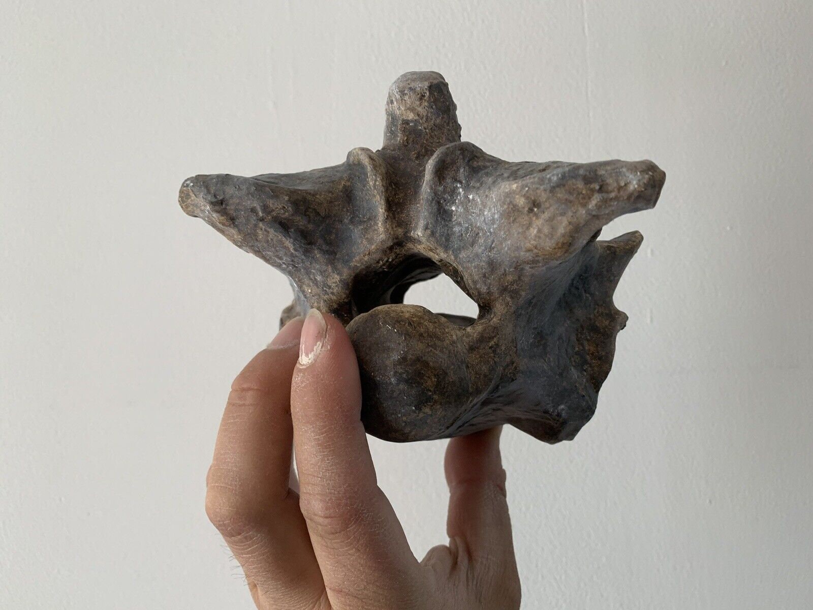 Titanoboa cerrejonensis 脊椎骨 脊椎博物館品質の奇妙な化石 - Etsy 日本