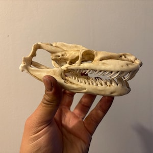 Può includere: Un teschio di rettile bianco sporco con denti affilati è tenuto in una mano. L'orbita e la mascella del teschio sono chiaramente visibili, mostrando la sua naturale struttura ossea. Questo articolo è ideale per scopi educativi o come pezzo decorativo unico.