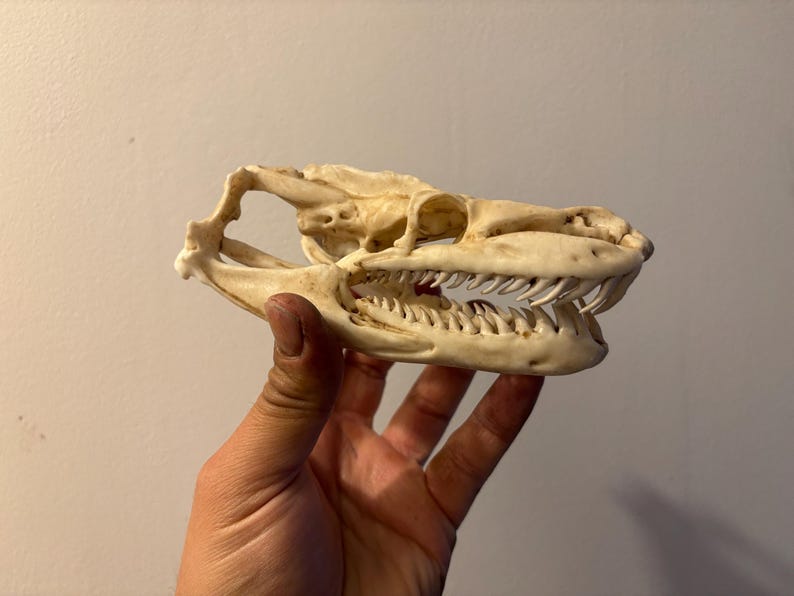 May include: An off-white reptile skull with sharp teeth is held in a hand. The skull's eye socket and jaw are clearly visible, showcasing its natural bone structure. This item is ideal for educational purposes or as a unique decorative piece.