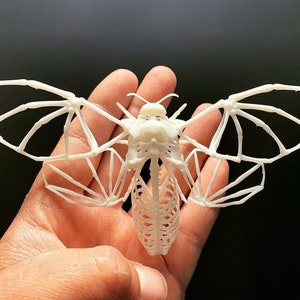 Acherontia atropos butterfly skeleton in resin