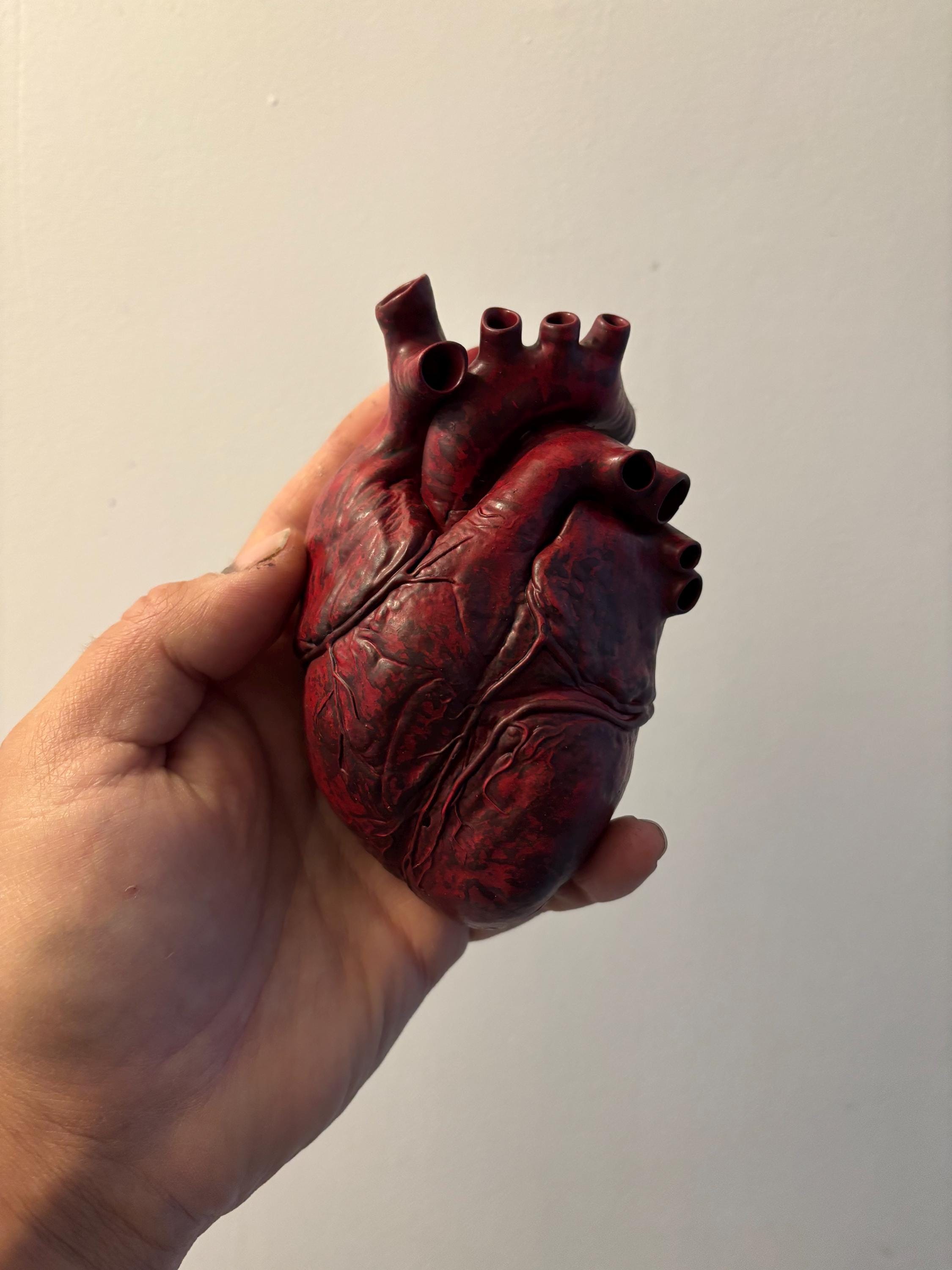 Cabinet of Curiosities Oddities Blood Red Human Anatomical Heart
